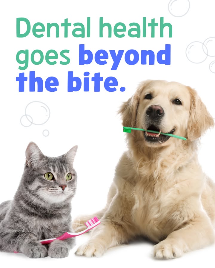 Did you know that dental disease affects over 70% of adult cats and 90% of adult dogs?