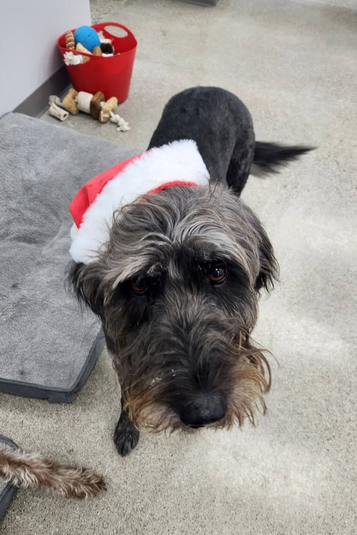 Photos from Love 4 Dogs's post