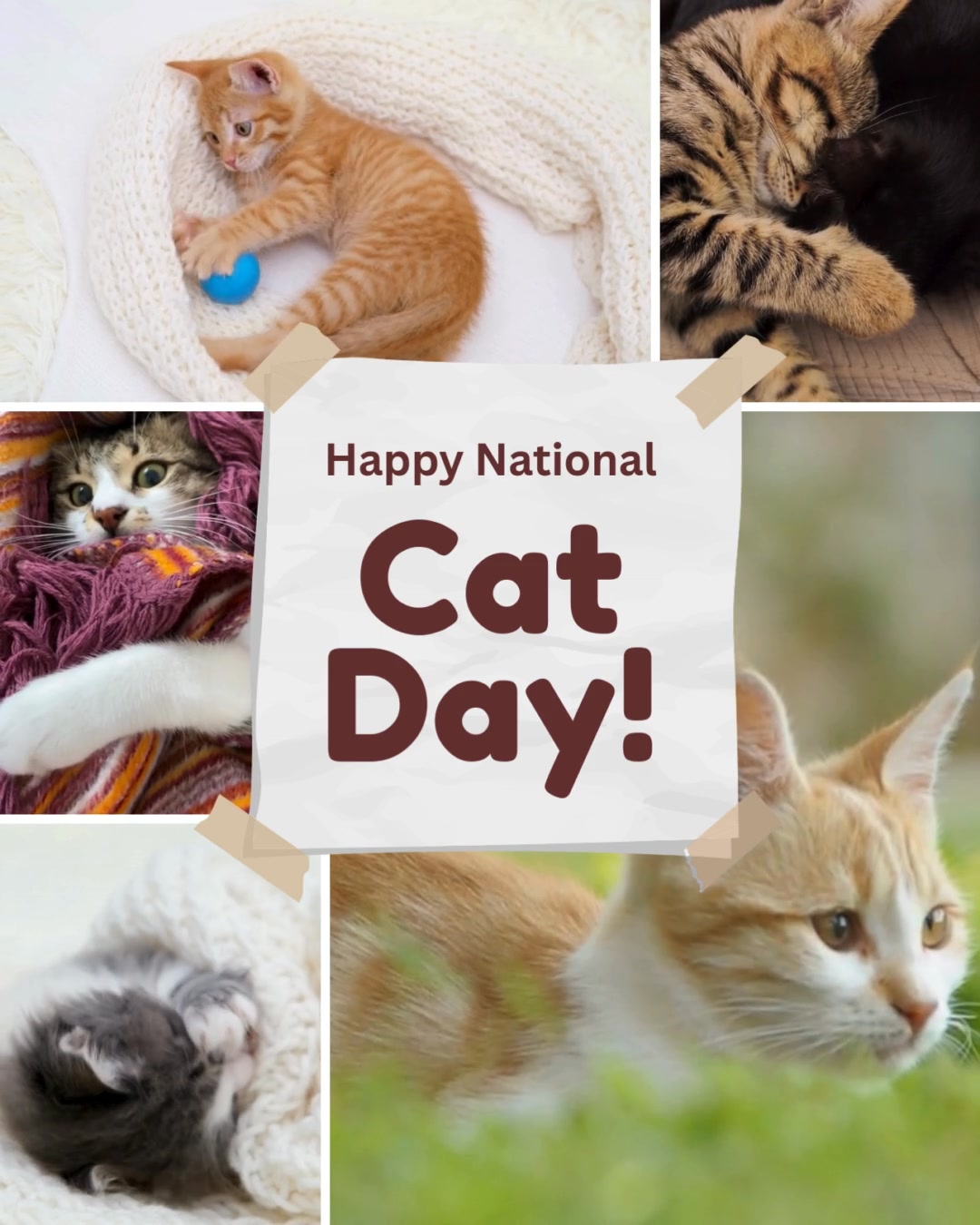 It’s #NationalCatDay!