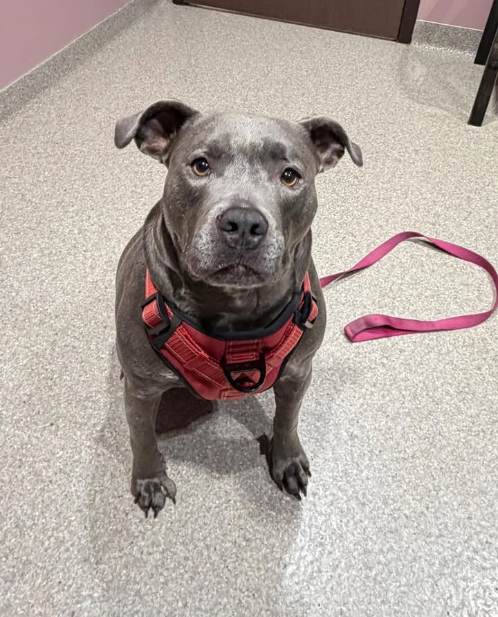 Photos from Orion Animal Hospital's post