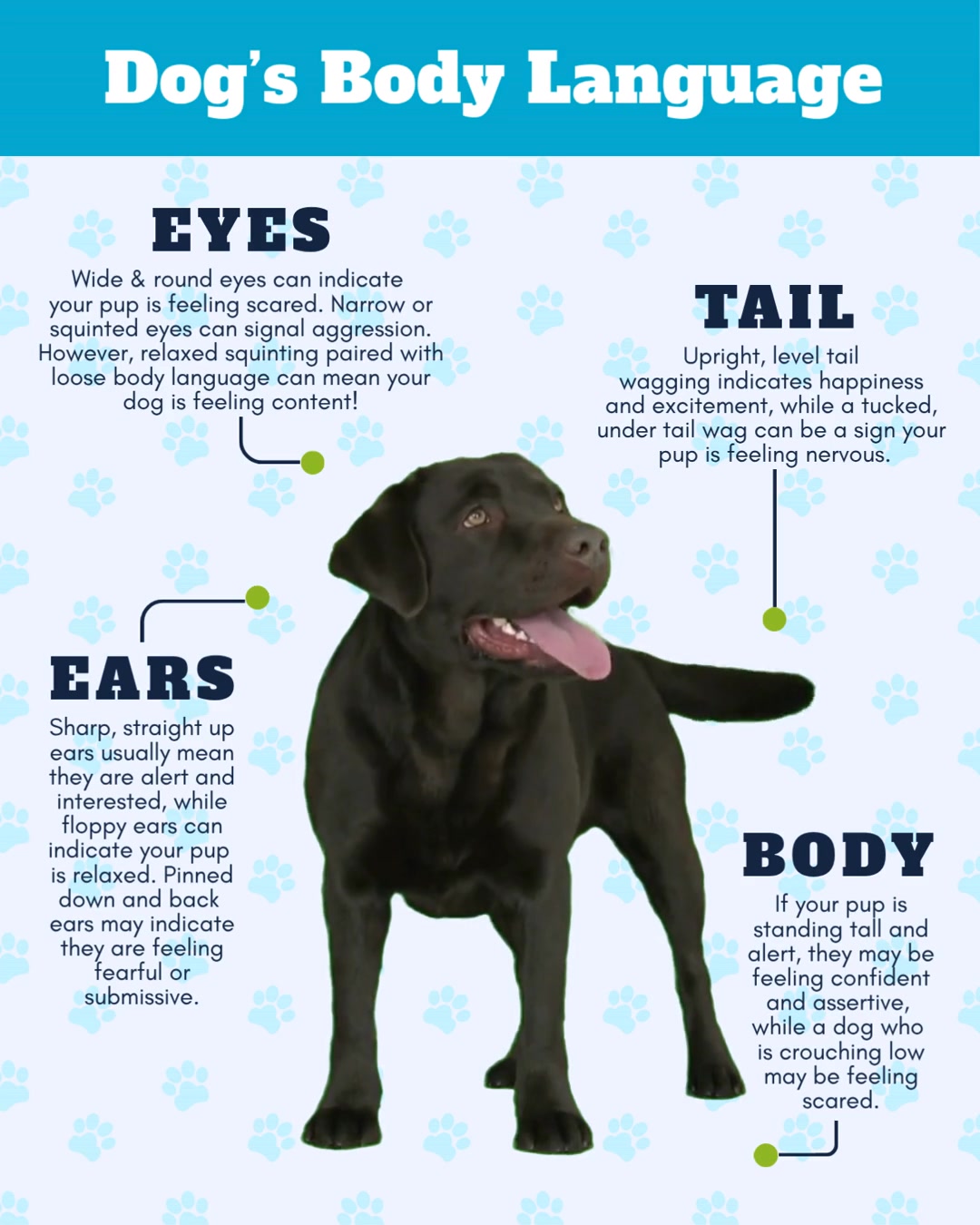 Your pet is always communicating, even without making a sound!