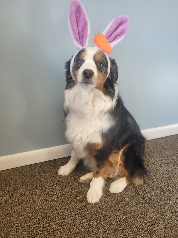 🐰🌸 Happy Easter from Chap 🌸🐰