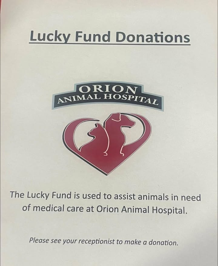 Photos from Orion Animal Hospital's post