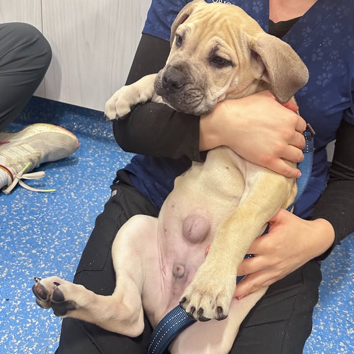 Photos from Orion Animal Hospital's post