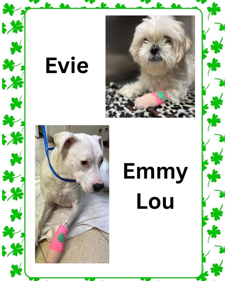 Evie and Emmy Lou recently came to see us when they hurt their paws