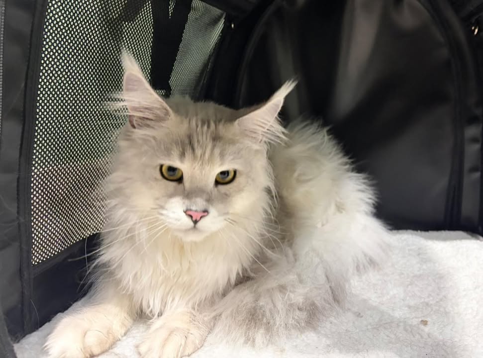 Photos from Orion Animal Hospital's post