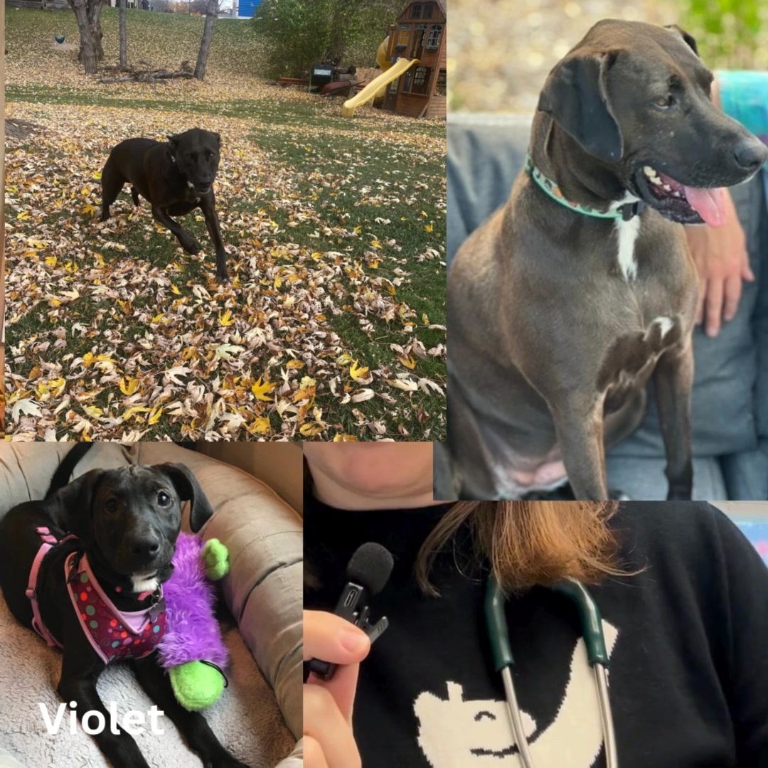 You've met our team. Now, meet our pets!