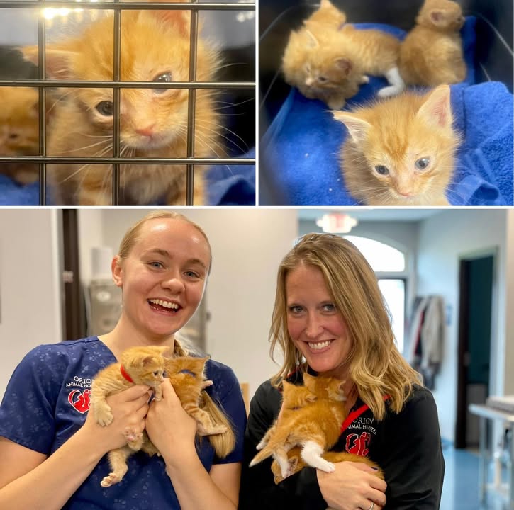 🐾✨ Kitten Cuteness Overload!