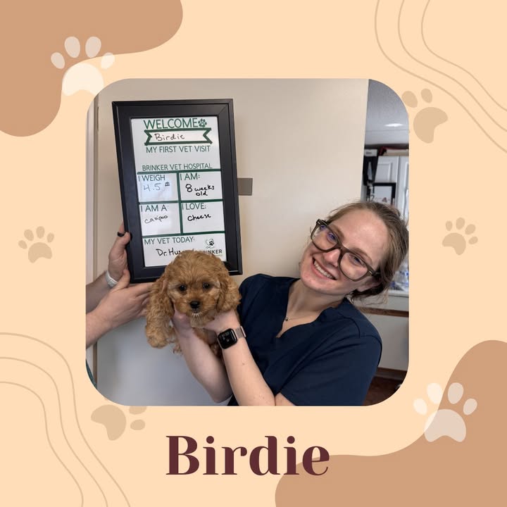 Welcome, Birdie!