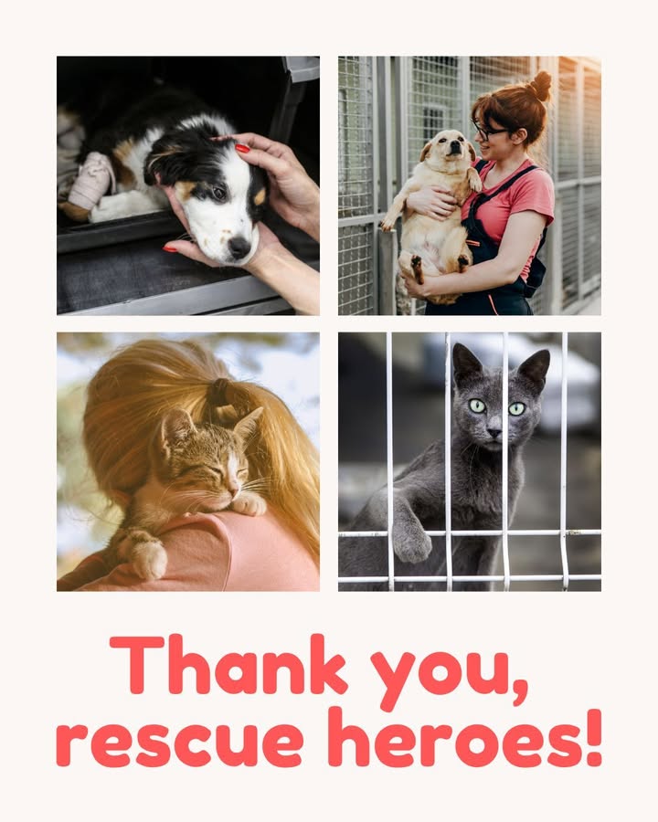 This week we want to say a HUGE thank you to the animal shelters and rescue organizations who work tirelessly to save and rehome...