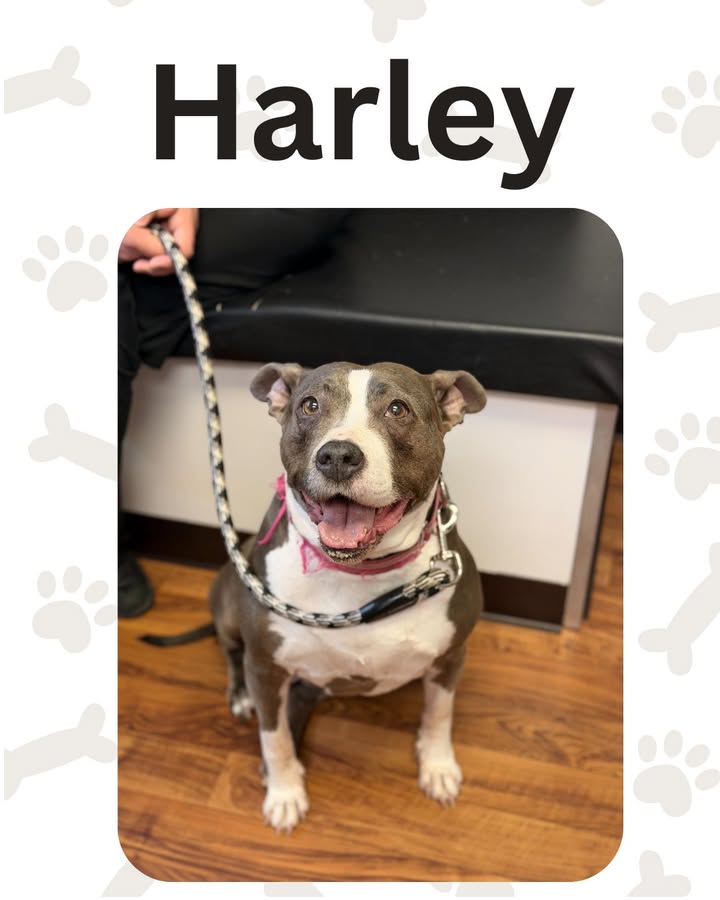 Senior girl Harley came to see us for vaccines, and we were so happy to see that with the help of some supplements, Harley is ge...