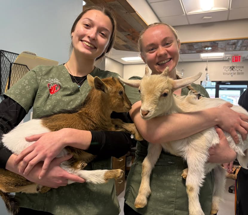 Photos from Orion Animal Hospital's post