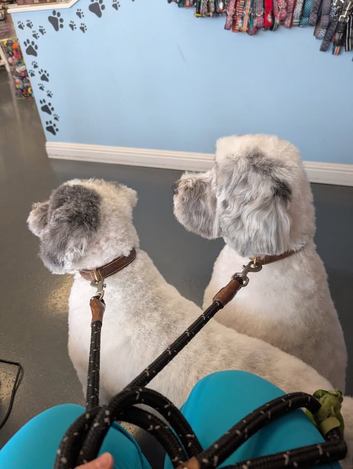 Photos from Love 4 Dogs's post