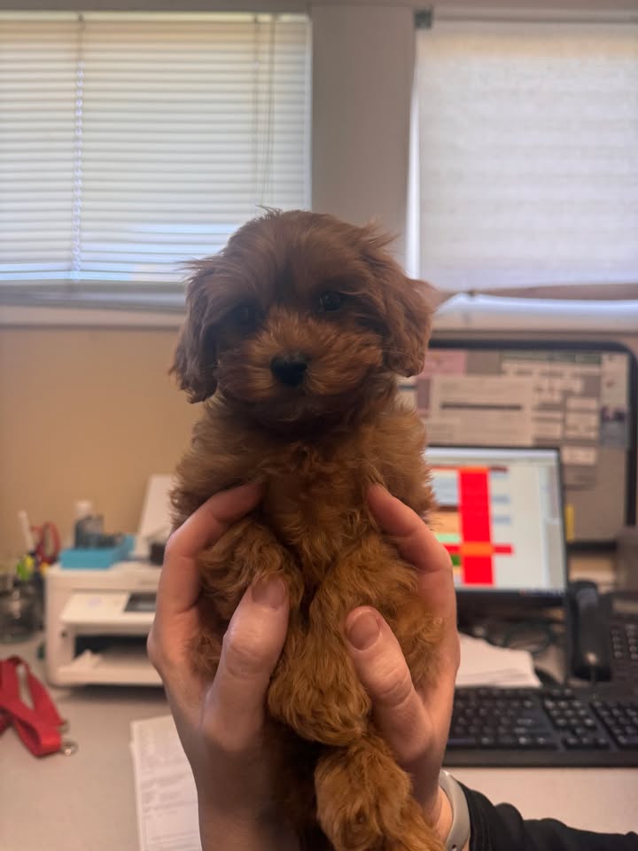 Tiny patient, big cuteness overload 🐶💕