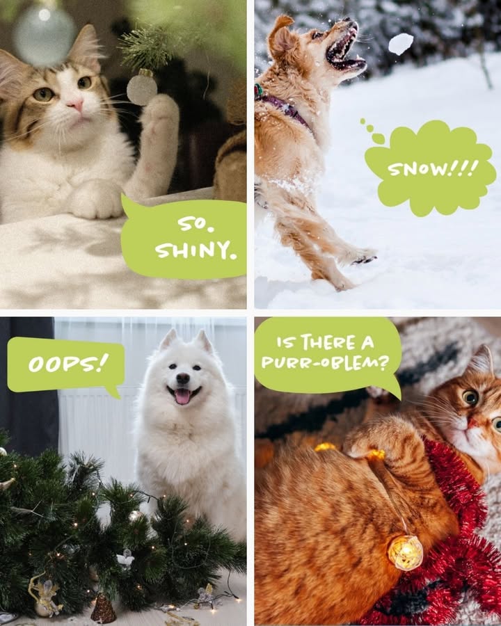 Pets during the holidays be like...