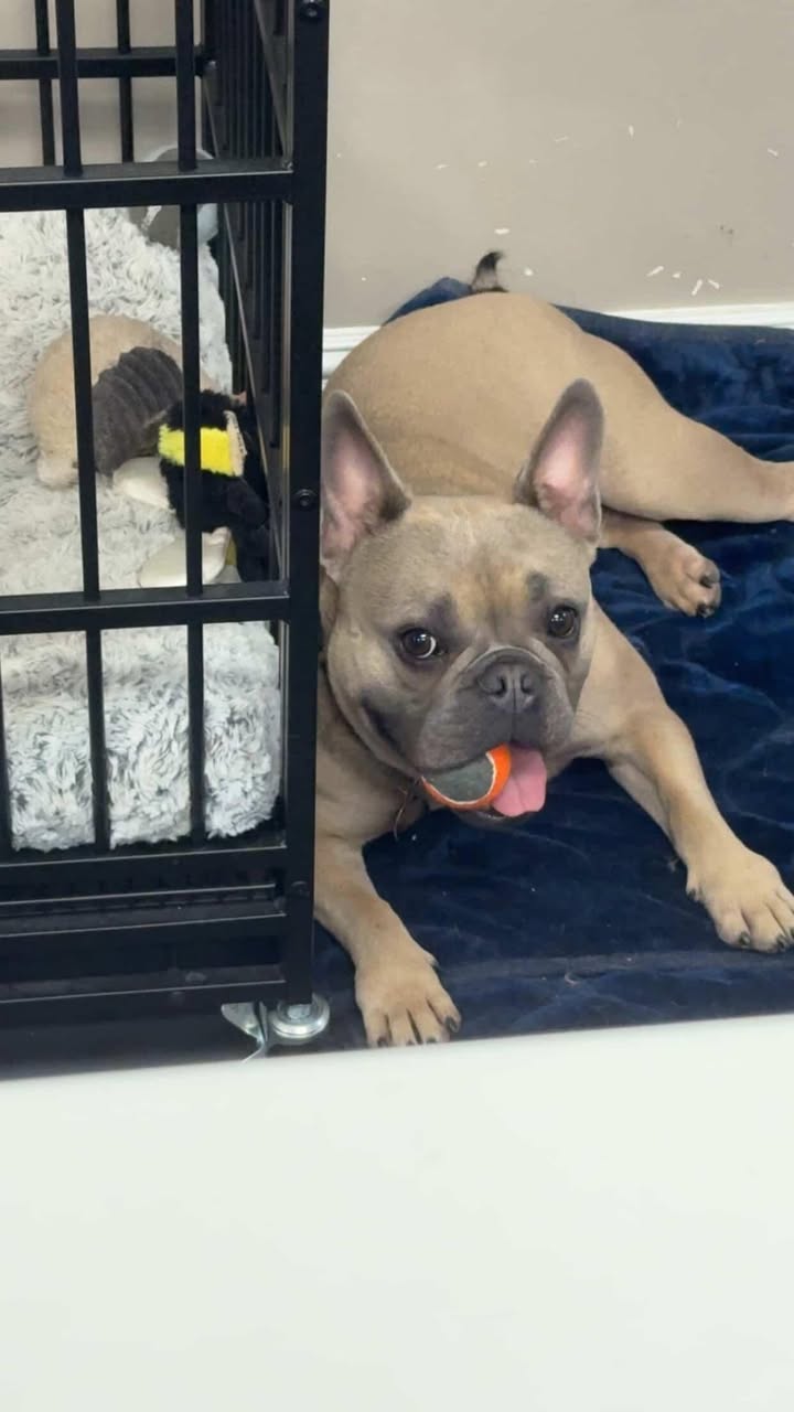 Photos from Love 4 Dogs's post