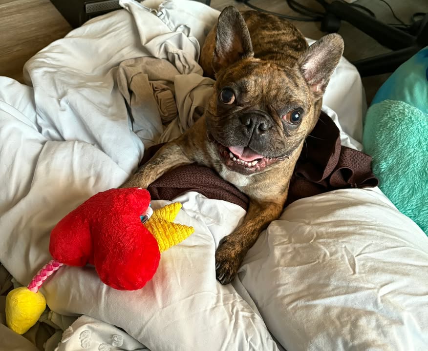 Someone is Loving their new Valentine's Day toy!