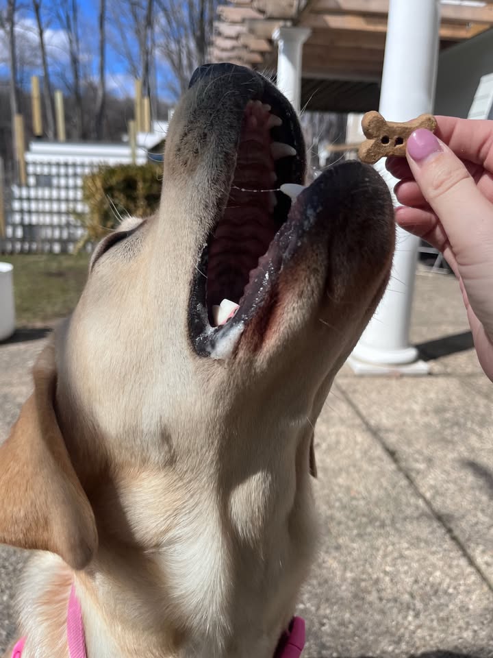 Photos from Healthy Dogma's post